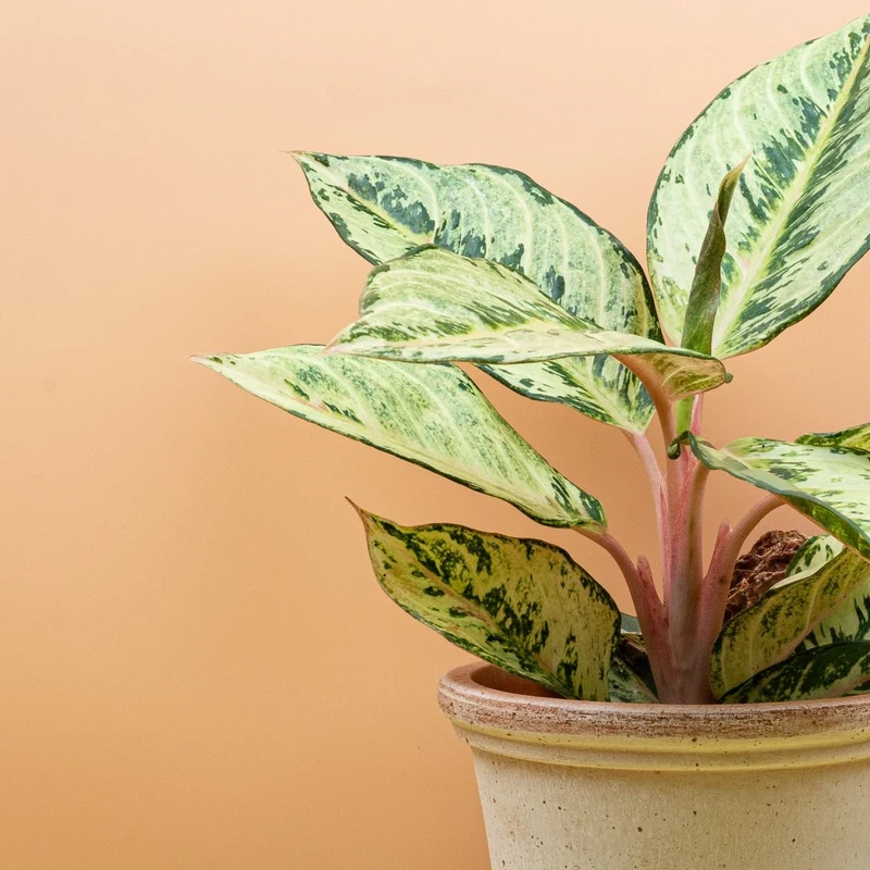 AGLAONEMA CHARTREUSE PRETTY