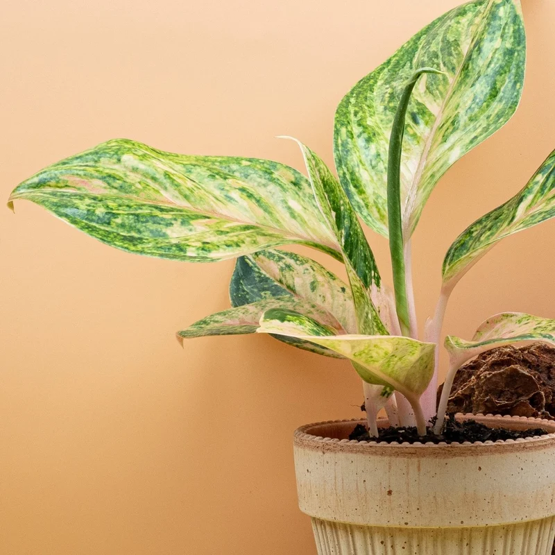 AGLAONEMA PEACH PEARL