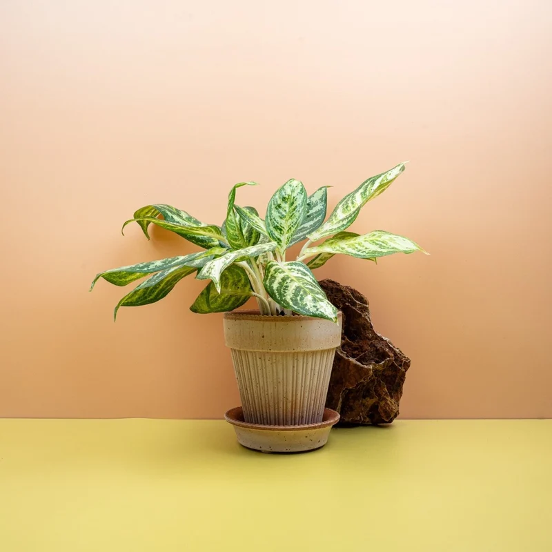 AGLAONEMA ZEBRA
