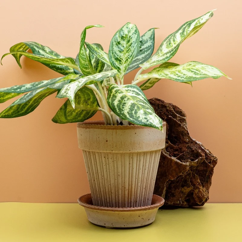 AGLAONEMA ZEBRA