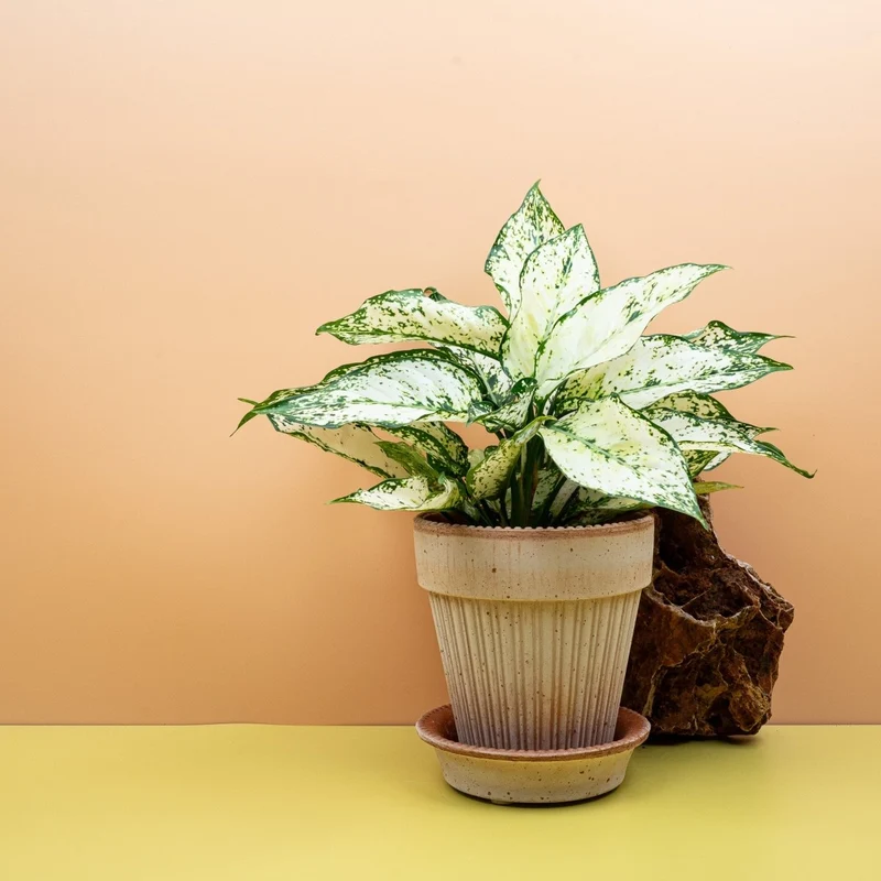 AGLAONEMA WHITE KIWI