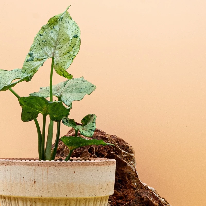 SYNGONIUM GREEN SPLASH