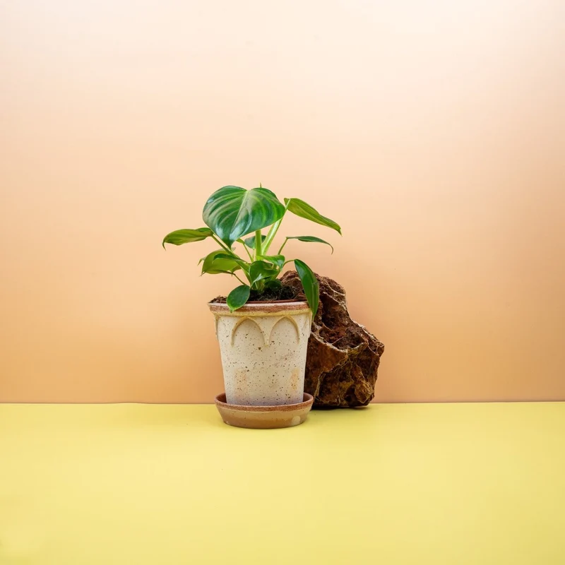 PHILODENDRON PITTIERI
