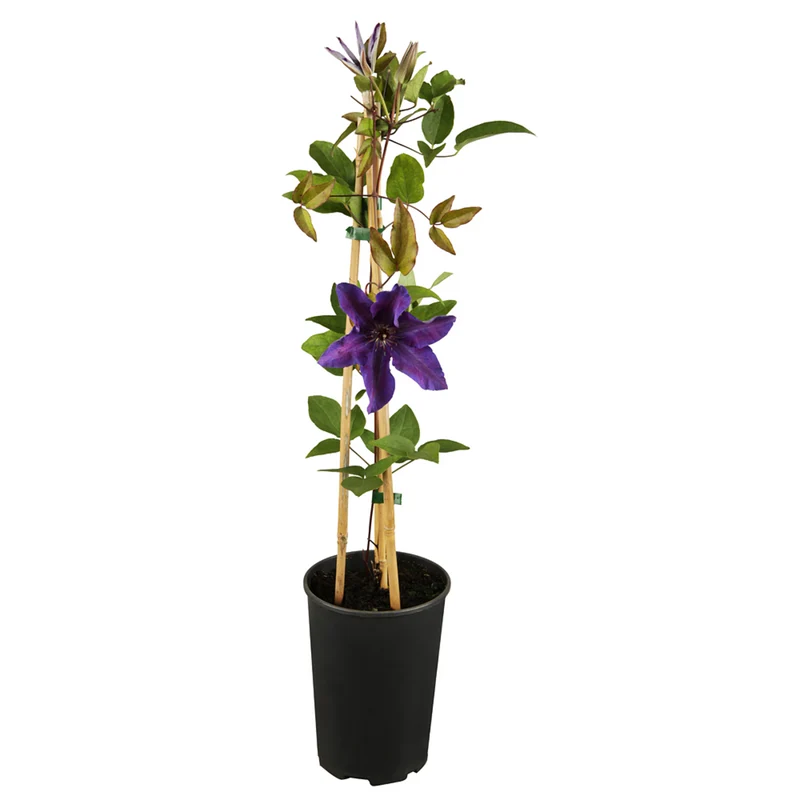 Clematis 'The President'