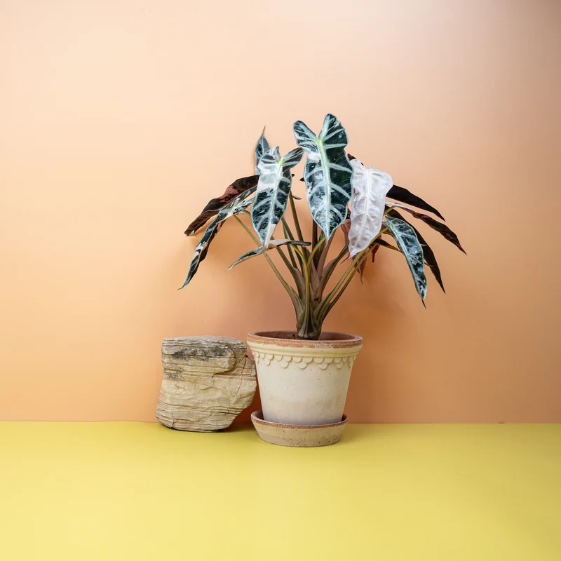 ALOCASIA BAMBINO VARIEGATA