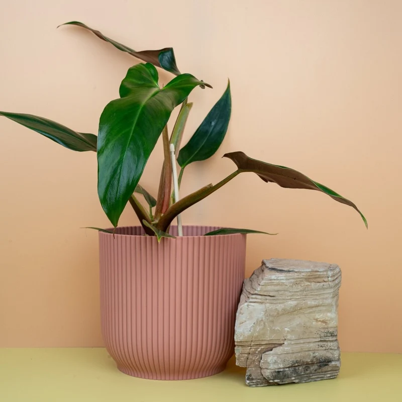 PHILODENDRON MEXICANUM