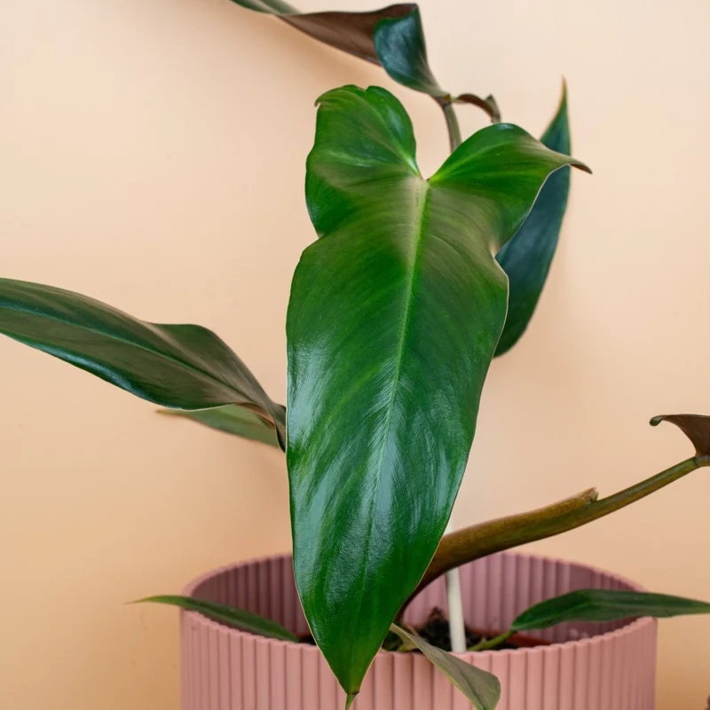 PHILODENDRON MEXICANUM