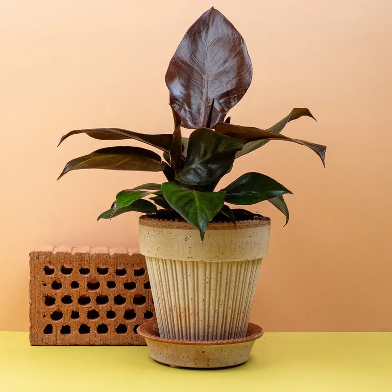 PHILODENDRON CHERRY RED