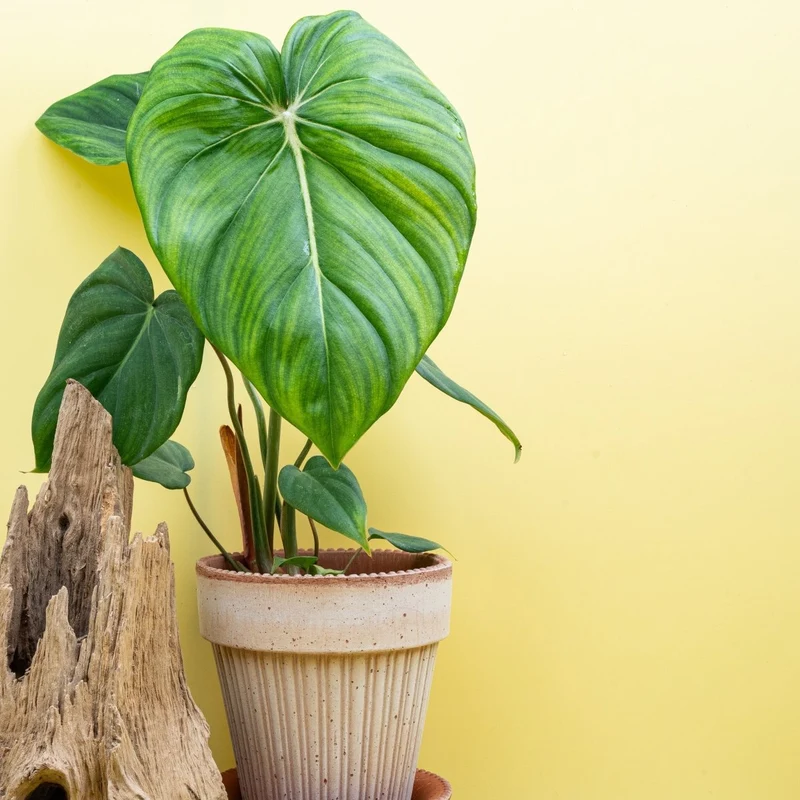 PHILODENDRON MCDOWELL