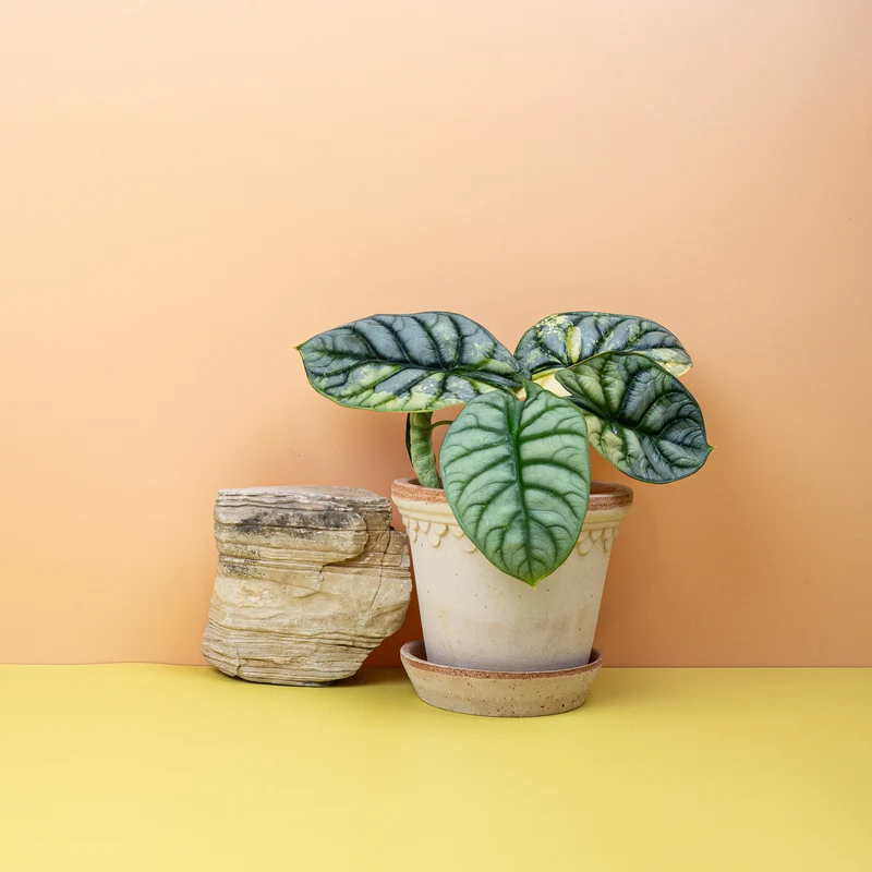 ALOCASIA SILVER DRAGON VARIEGATA