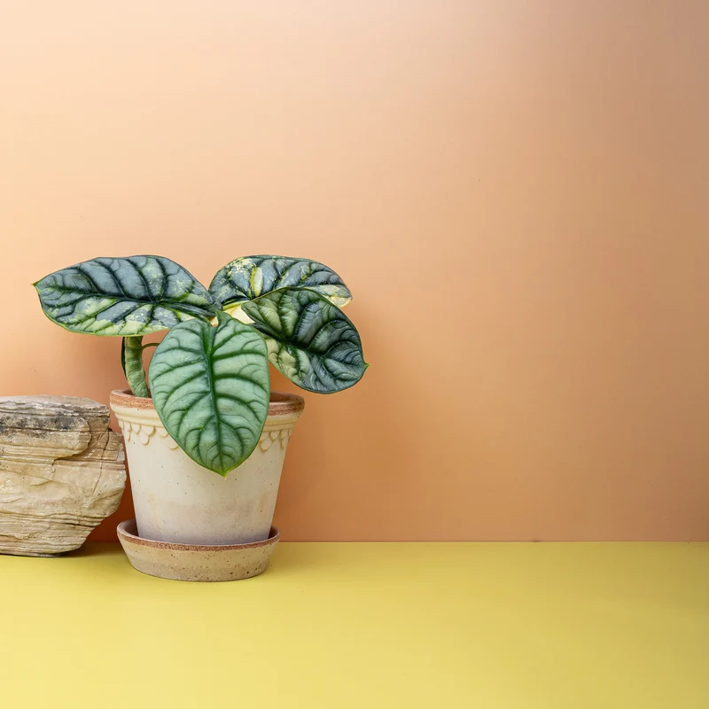 ALOCASIA SILVER DRAGON VARIEGATA
