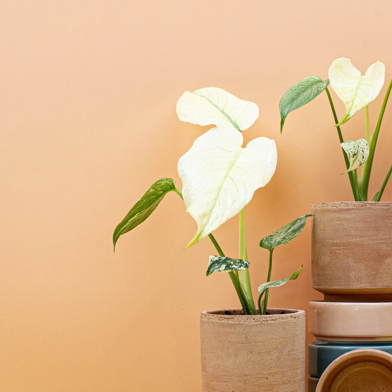 MONSTERA DELICIOSA VARIEGATA MINT