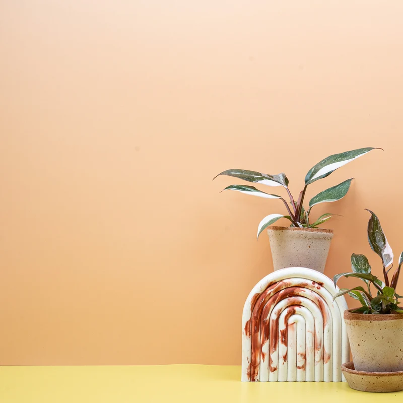 PHILODENDRON RED ANDERSON