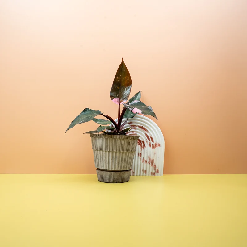 PHILODENDRON RED ANDERSON