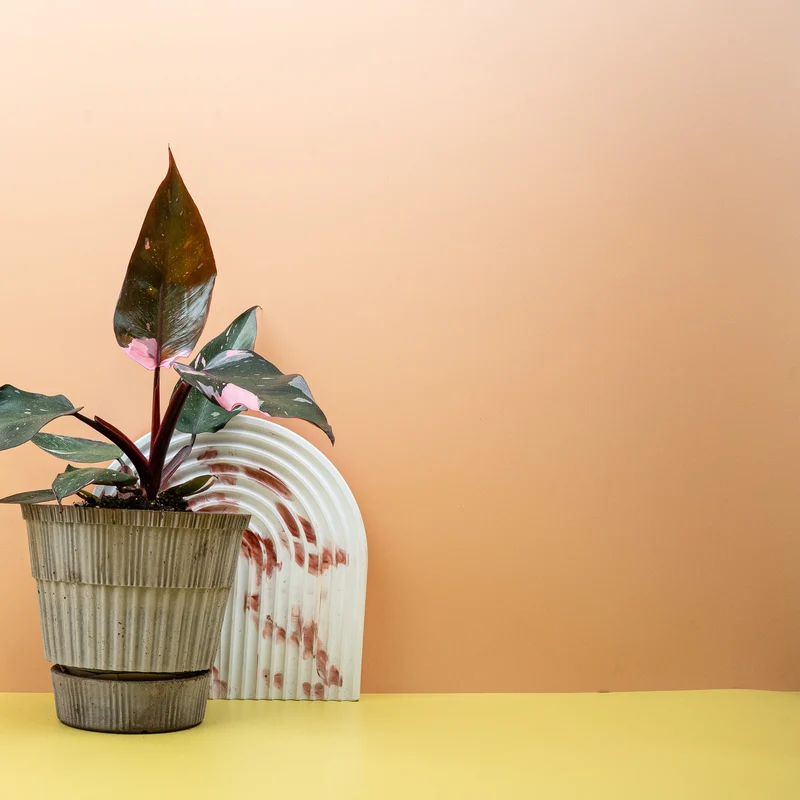 PHILODENDRON RED ANDERSON