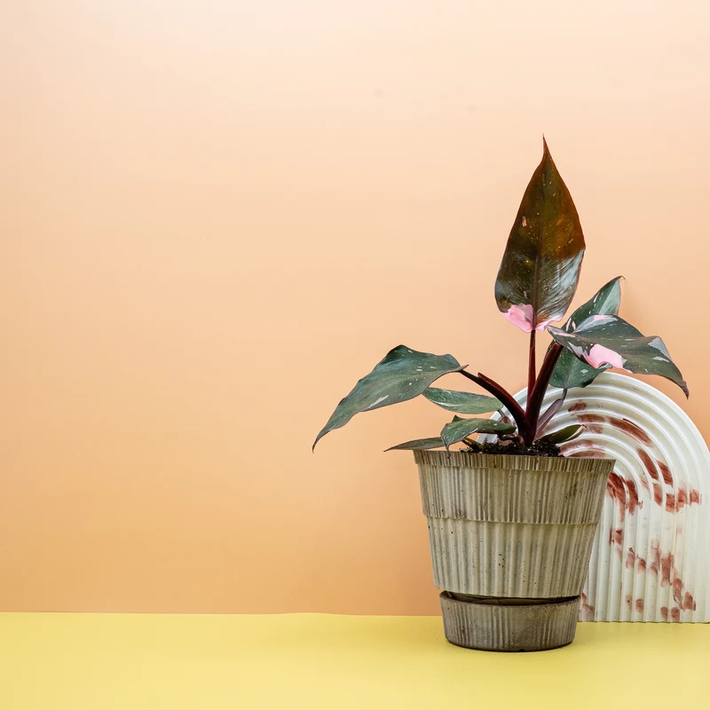 PHILODENDRON RED ANDERSON