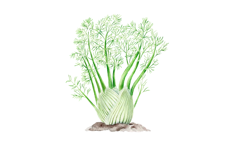 Knollenfenchel 'Selma'