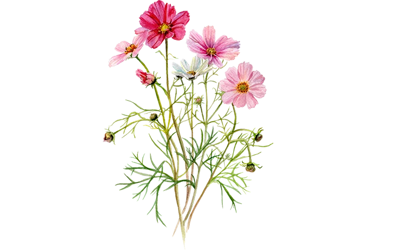 Cosmea Mix weiß, rosa, lila
