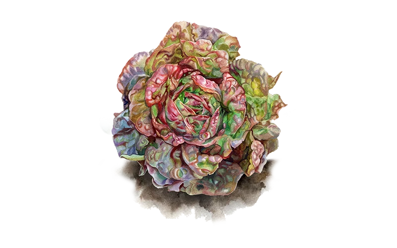 Kopfsalat ‘Merveille des Quatre Saisons‘