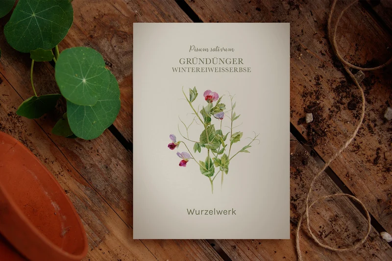 Gründünger ‘Wintereiweisserbse‘