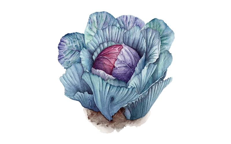 Rotkohl ‘Granat’