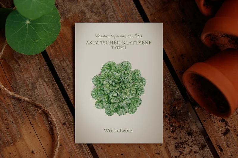 Asiatischer Blattsenf ‘Tatsoi‘