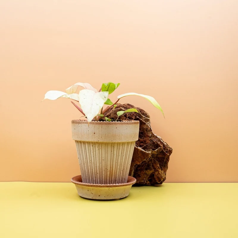 PHILODENDRON SNOWDRIFT