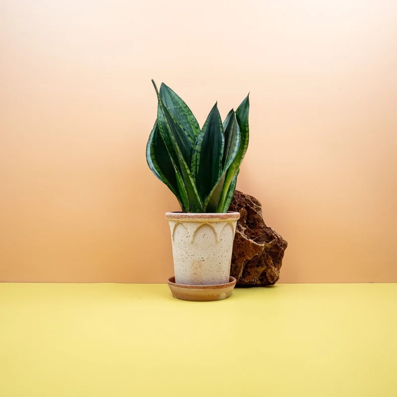 SANSEVIERIA SILVER FLAME