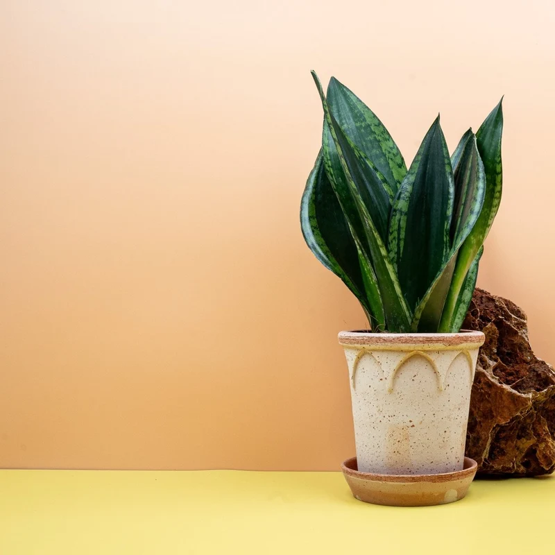 SANSEVIERIA SILVER FLAME