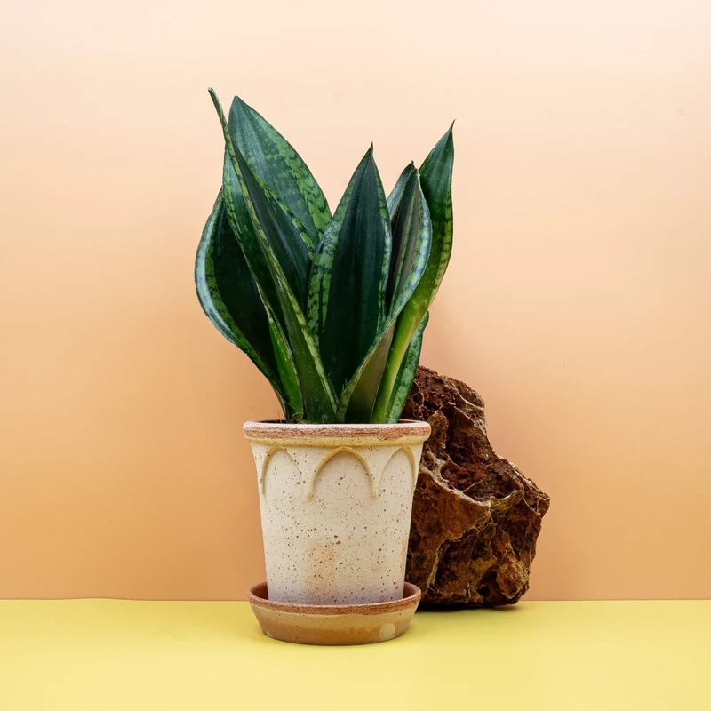 SANSEVIERIA SILVER FLAME