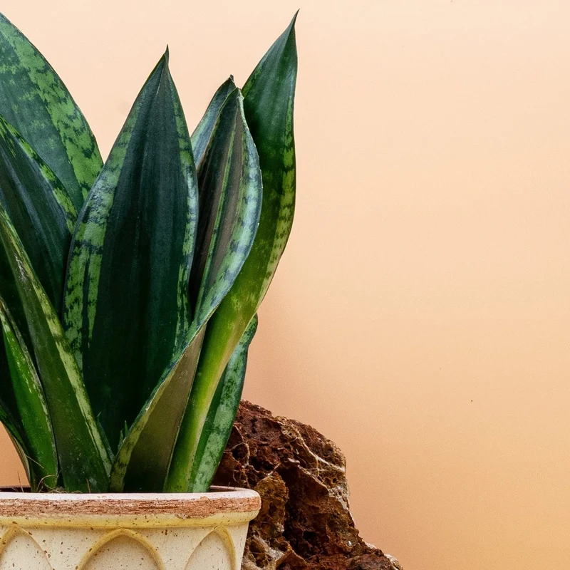 SANSEVIERIA SILVER FLAME