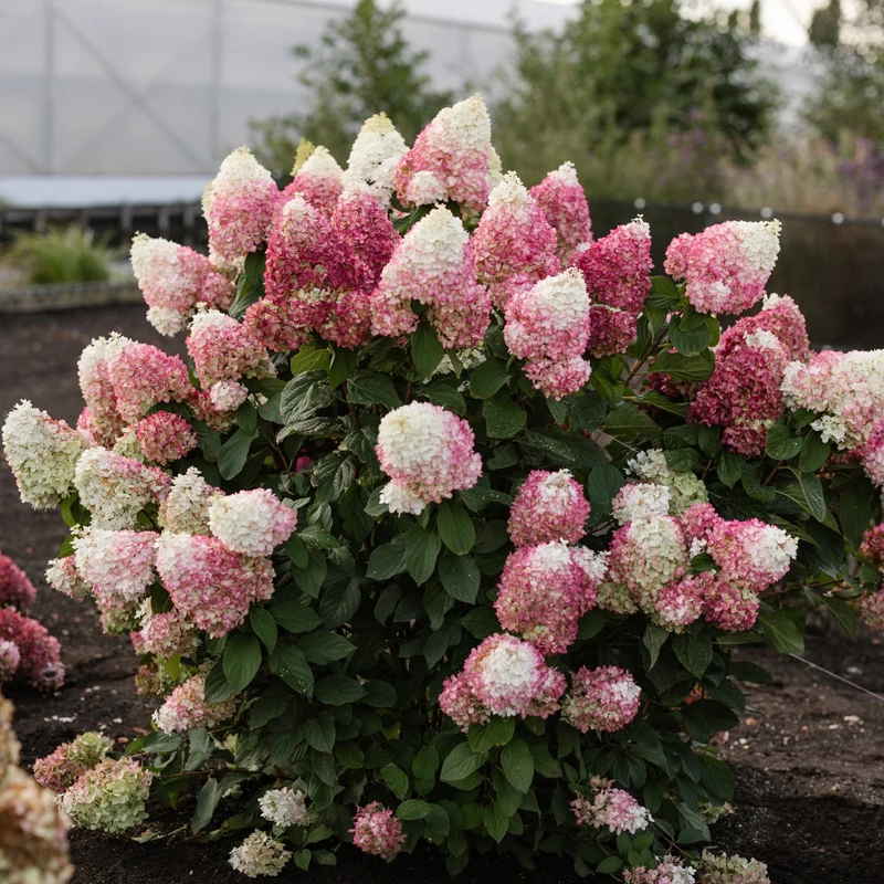 Rispenhortensie 'Living Colourful Cocktail®'