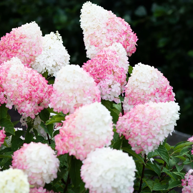 Rispenhortensie 'Living Pink & Rose®'