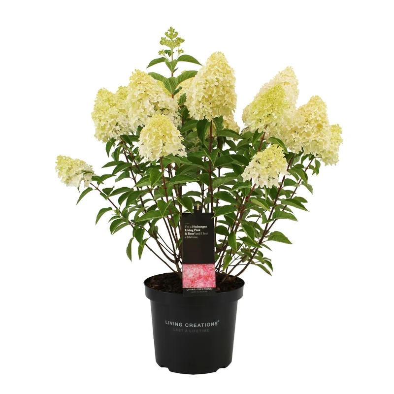 Rispenhortensie 'Living Pink & Rose®'