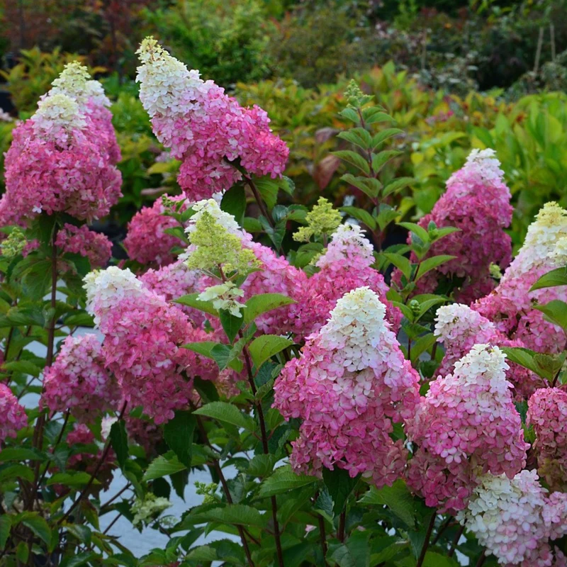 Rispenhortensie 'Fraise Melba®'