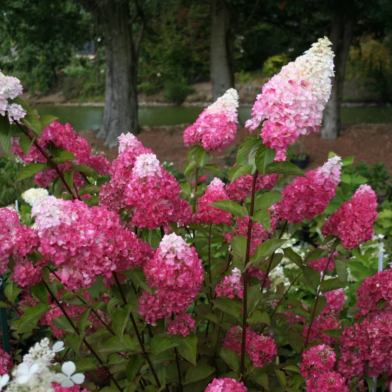 Rispenhortensie 'Fraise Melba®'