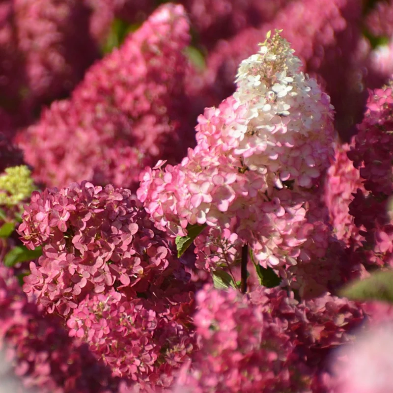 Rispenhortensie 'Fraise Melba®'