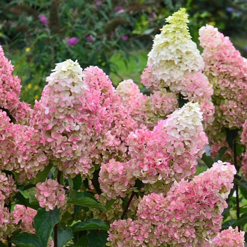 Rispenhortensie 'Fraise Melba®'