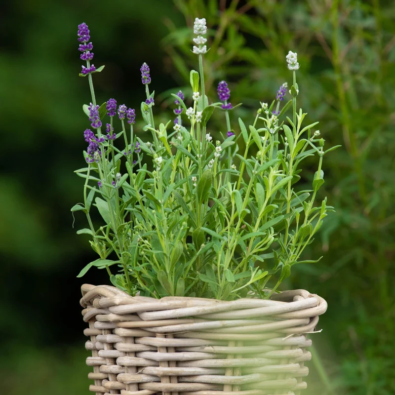 Lavendel 'Twin'