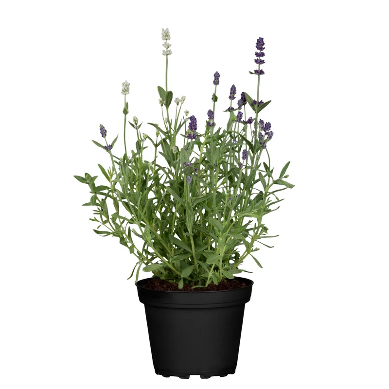 Lavendel 'Twin'