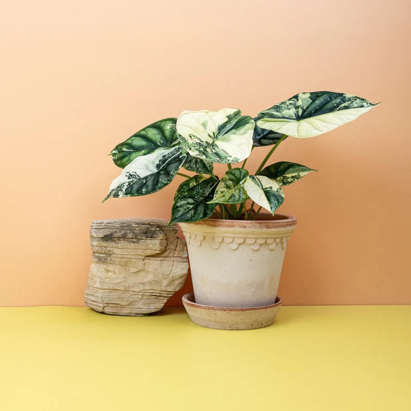 ALOCASIA DRAGON SCALE VARIEGATA