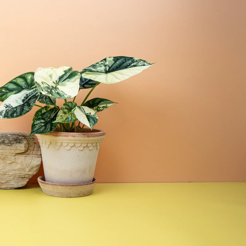 ALOCASIA DRAGON SCALE VARIEGATA