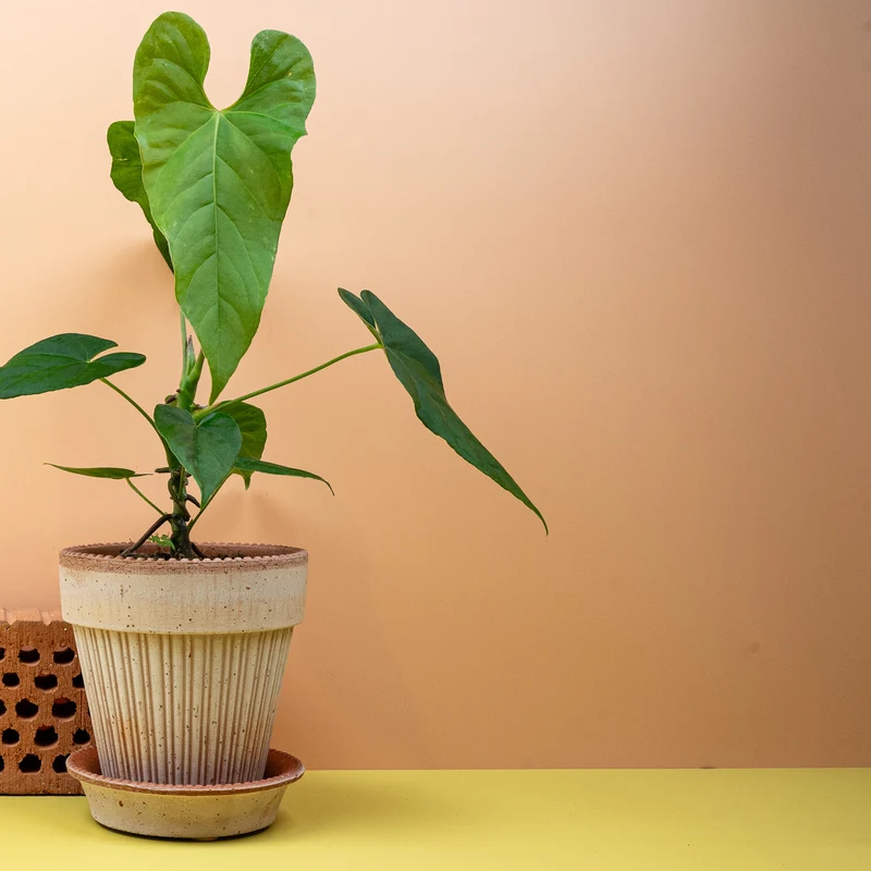 ANTHURIUM BALAOANUM