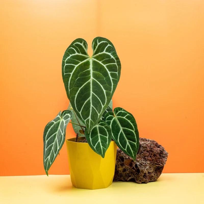 ANTHURIUM CRYSTALLINUM X REGALE