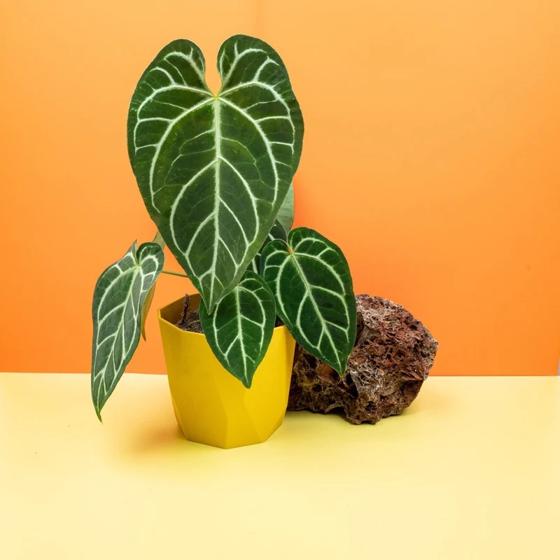 ANTHURIUM CRYSTALLINUM X REGALE
