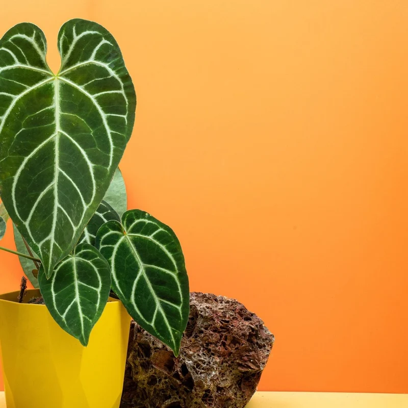 ANTHURIUM CRYSTALLINUM X REGALE