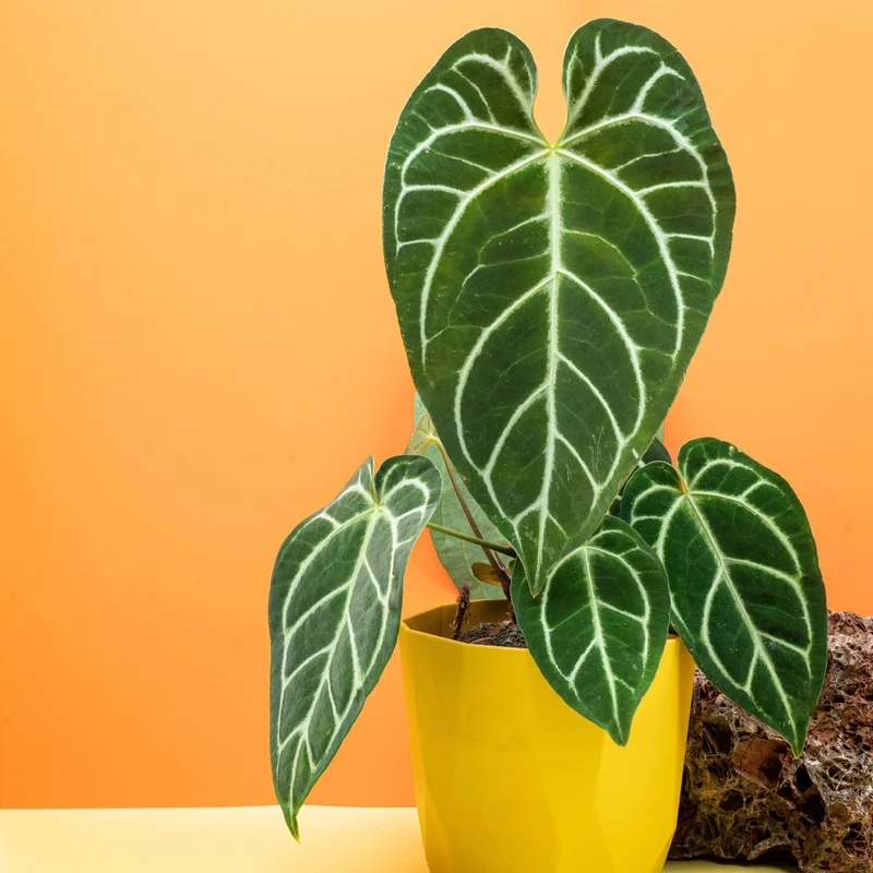 ANTHURIUM CRYSTALLINUM X REGALE