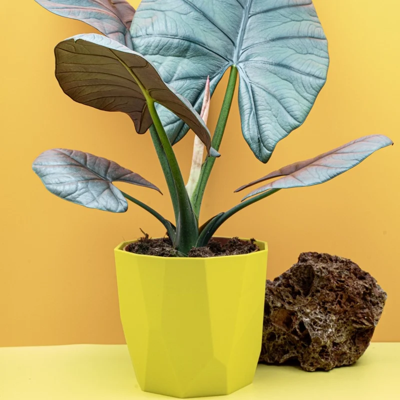 ALOCASIA NEBULA ELAINE