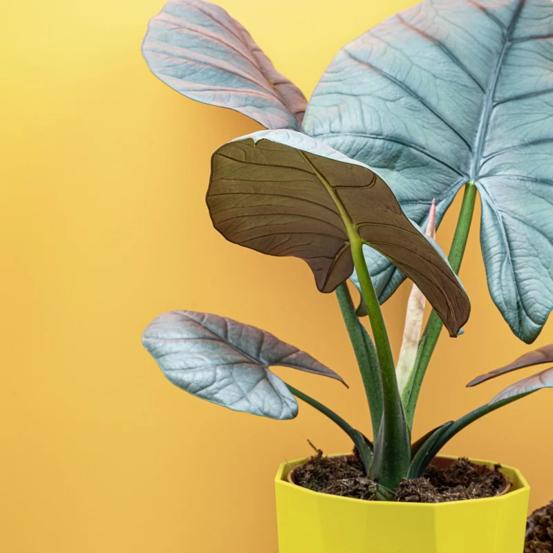 ALOCASIA NEBULA ELAINE