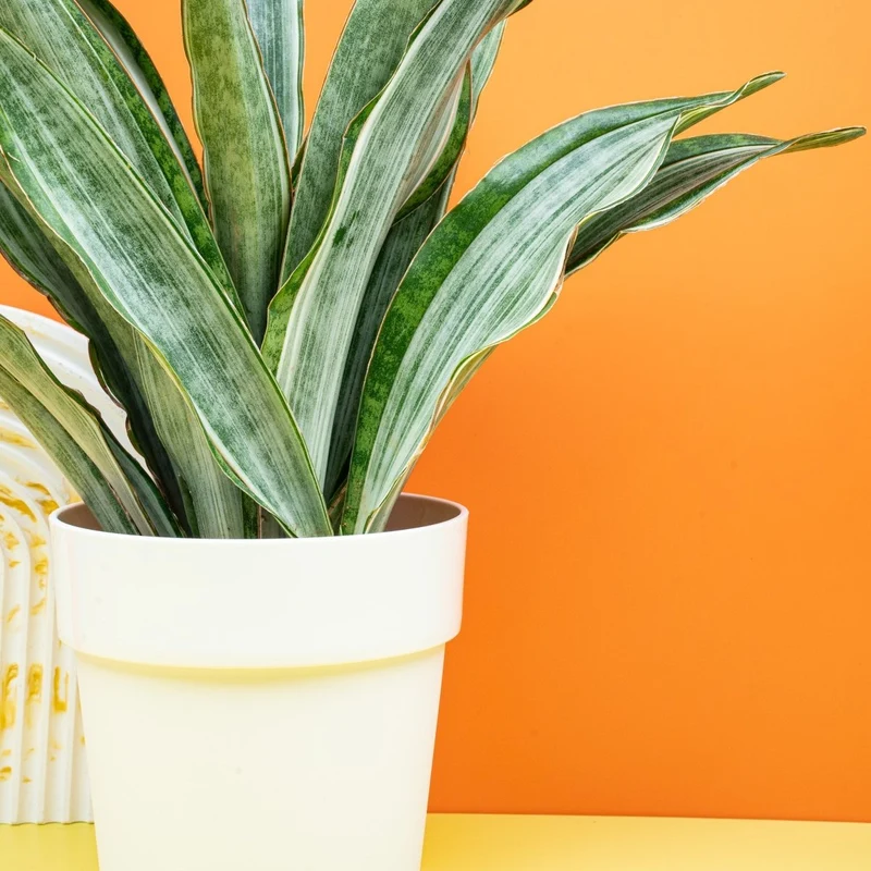SANSEVIERIA MARLOWE